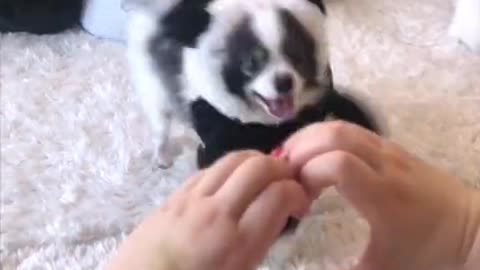 Adorable padaa❤️