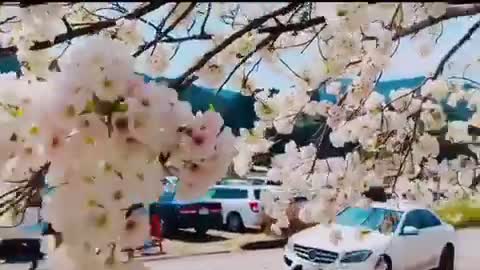 Cherry Blossom
