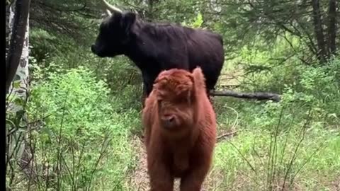 Little yellow cow little black cow