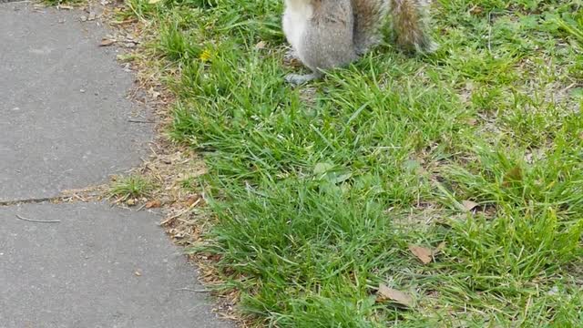 A Squirrel Searching Food In The Ground ❤❤