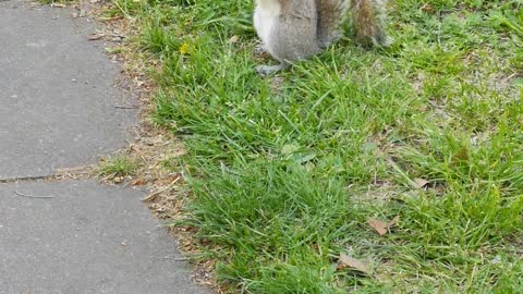 A Squirrel Searching Food In The Ground ❤❤