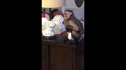 Singing tonight 🐒 🎼 🎶 🎤