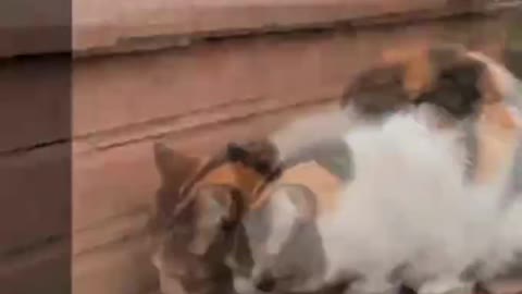Funny cat video 10