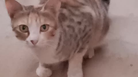 Little Cat Scared By Mobile Cam!