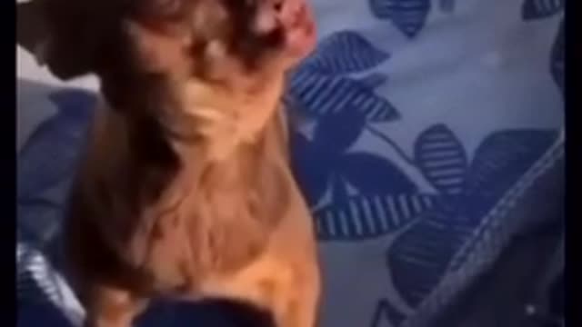 cute #dog short video- cute puppy shorts- #short #shortvideo #firstshortvideo #cutedog #dogs #shorts