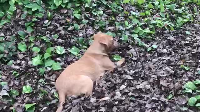 New pound puppy learning the yard