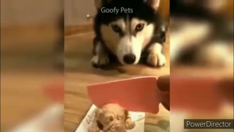 Funny cats and dogs video 2022