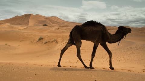 Row of camels walking