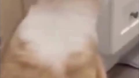 😂😂 Funny Animal Clips 😂😂