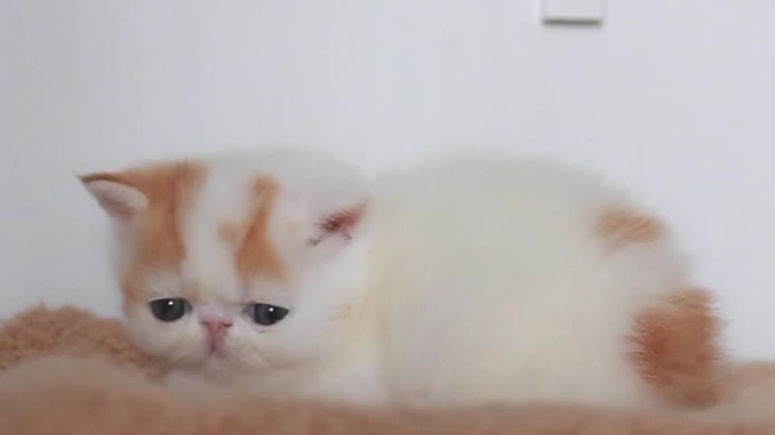 Little Garfield, who took a nap, was just about to fall asleep and was woken up by me.