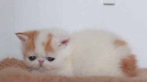 Little Garfield, who took a nap, was just about to fall asleep and was woken up by me.
