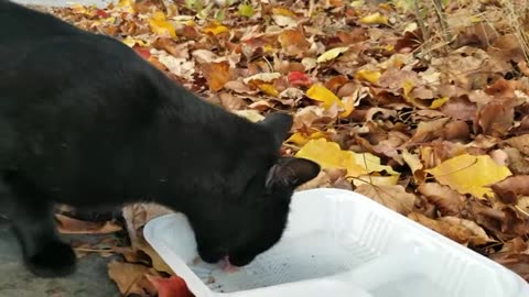 20231130 155959 Tux Eating