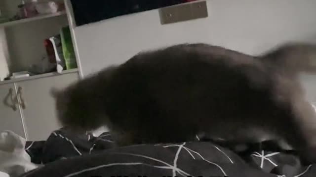 The daily life of the cat