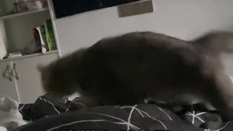 The daily life of the cat