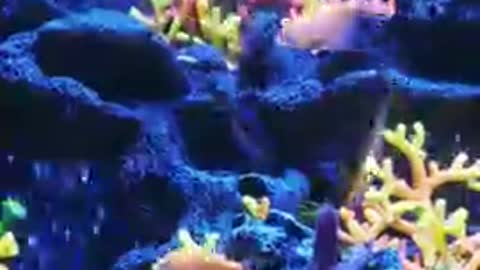 Most Beautiful Aquarium Fish Aquarium