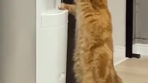 Funy video ,intelligent cat.