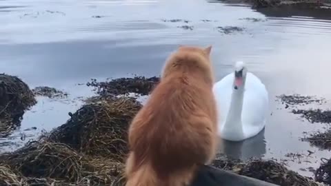 The cat is afraid of the duckling