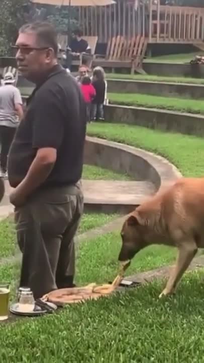 Dogs Make Pizza: Funny Chef Dog Maymo & Potpie Cook Pizza!