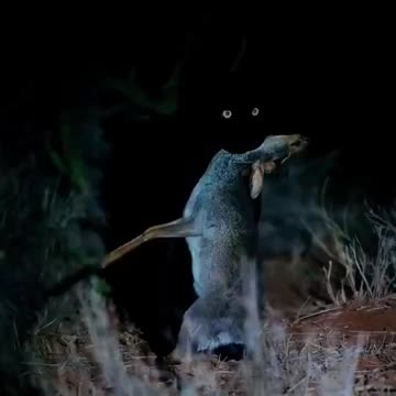 Black panther carrying its meal blends in with the night