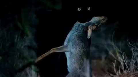 Black panther carrying its meal blends in with the night