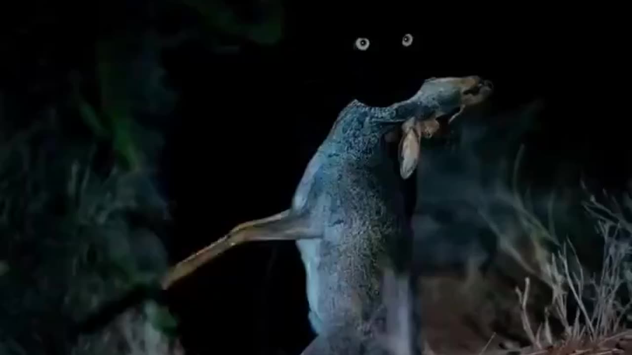 Black panther carrying its meal blends in with the night