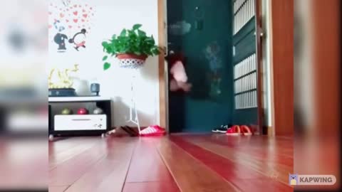 cute dogs