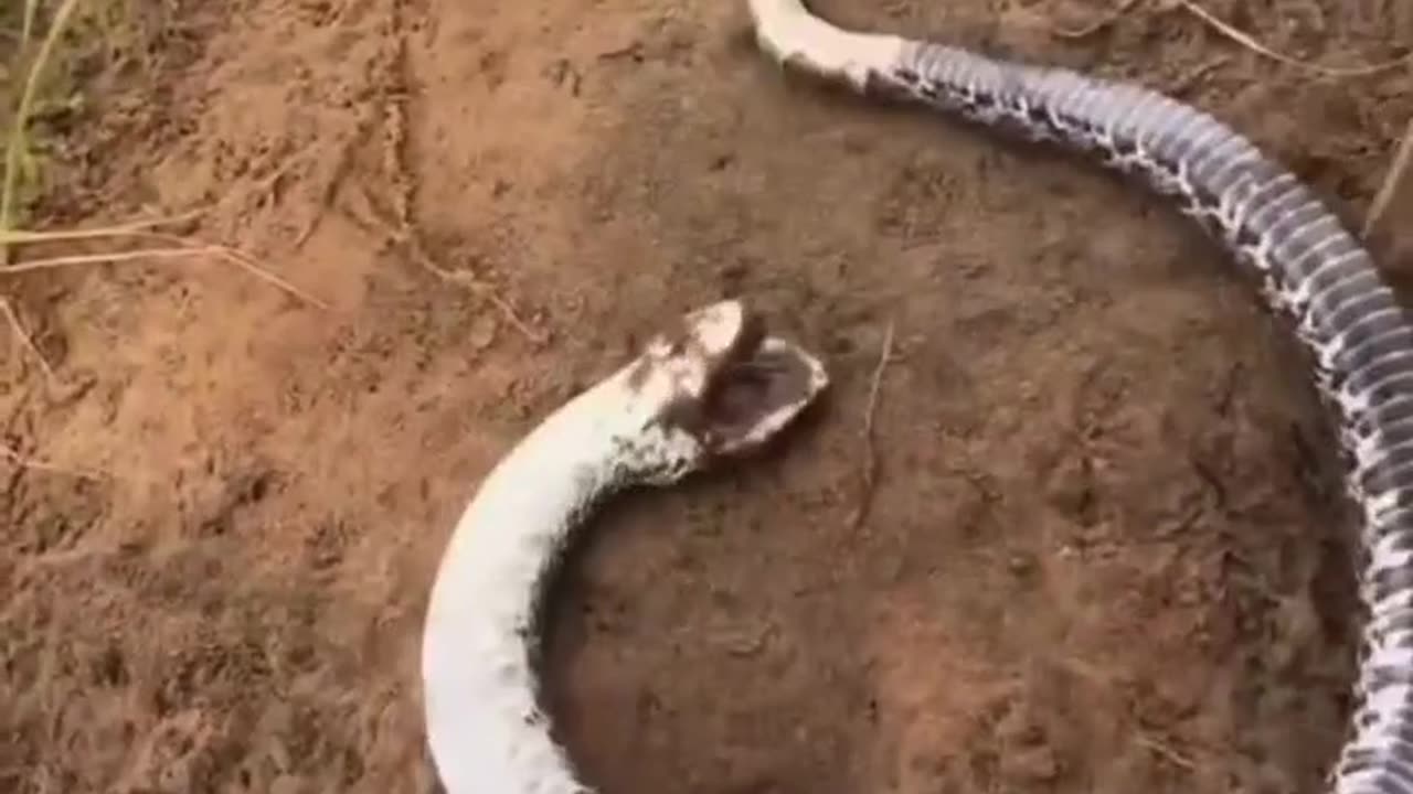 If you gonna pretend to be dead then don’t move