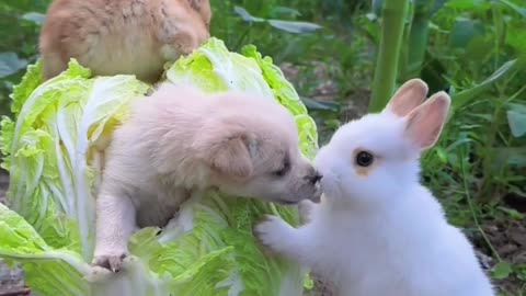 Rabbit Funny animal videos|Cute animal videos |Funny dog&cat videos|Hilarious pet videos|funny video