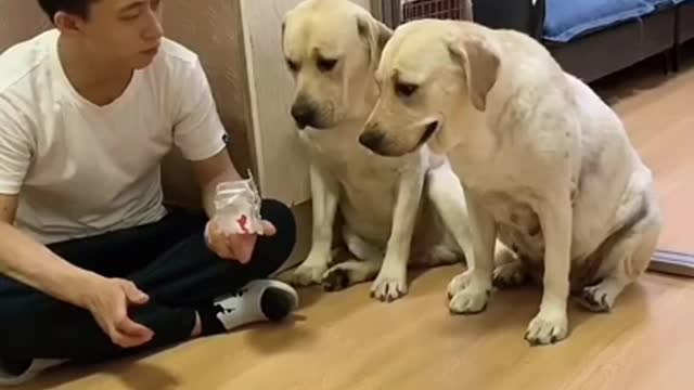 STOMACH ACHE FROM LAUGHING SO HARD🐶Funny Dog Videos
