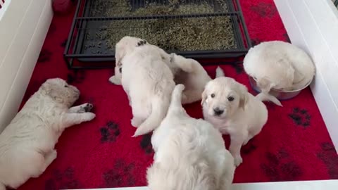 #Golden Retriever | Cute | Funny Animal Video #JustforFun #Funny <3 #Cats&Dogs #Cat Video 33