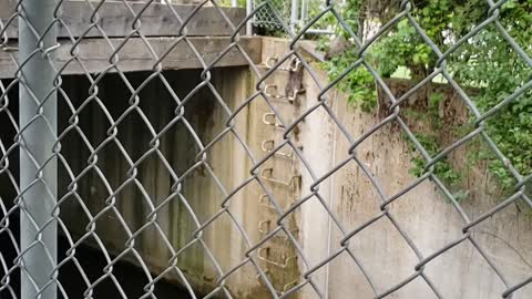Mother Raccoon Rescues Kits From Creek