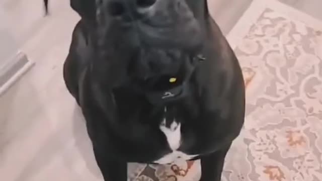Smart dog training