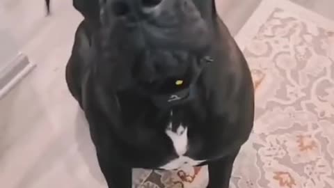 Smart dog training