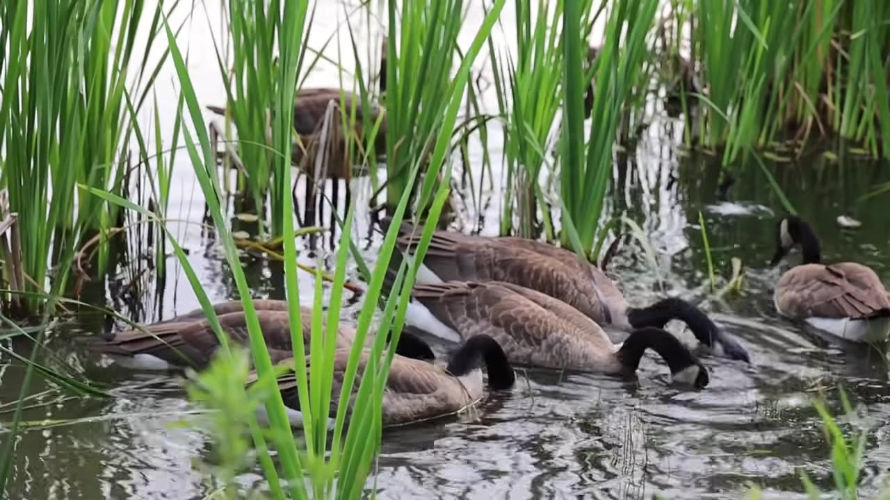 beautiful duck