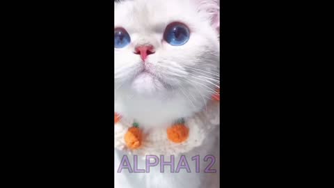 Wonderful Blue eyes pet cat | look It | cat | cute pets | animals | news