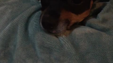 Angry Chihuahua growls when caught sleeping in owners bed.