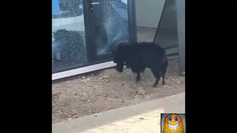 Angry goat