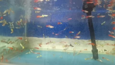 goldfish