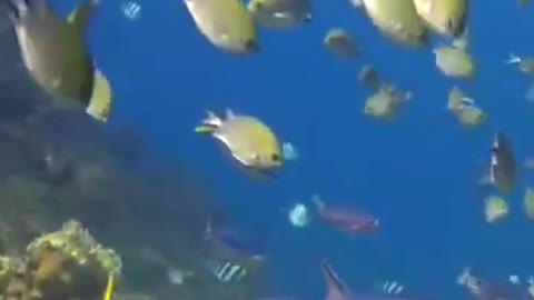 Fish in the sea