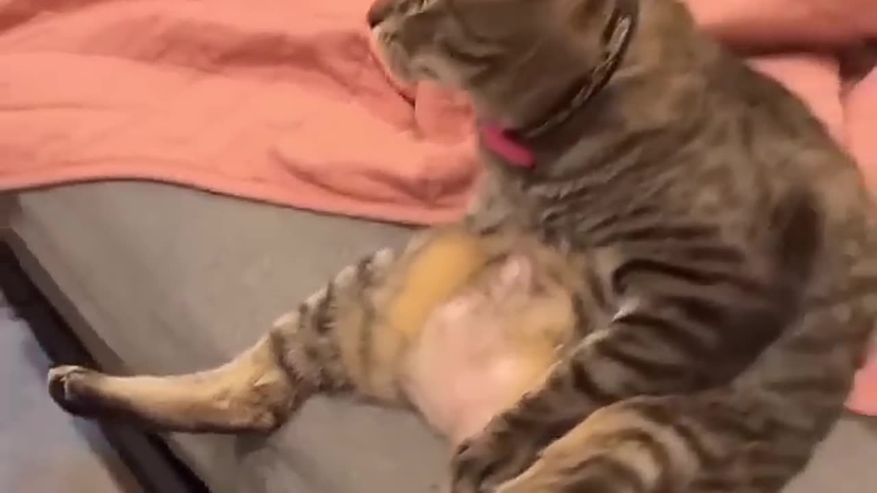 Very funny cats act like they know everything try not to laugh