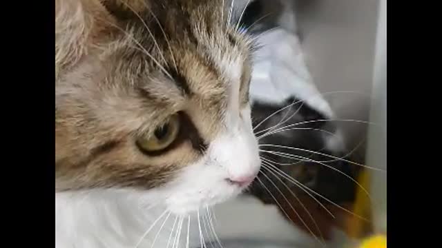 The mother cat's parenting diary.