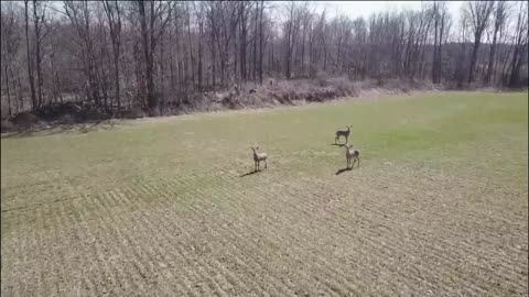Ohio Whitetail