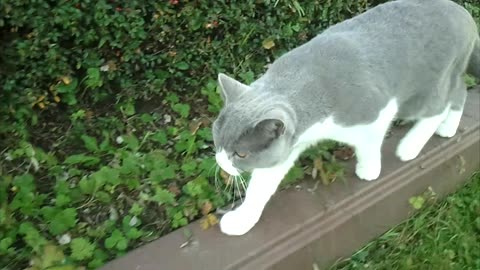 British Shorthair Cat walking in a german garden - October 2024