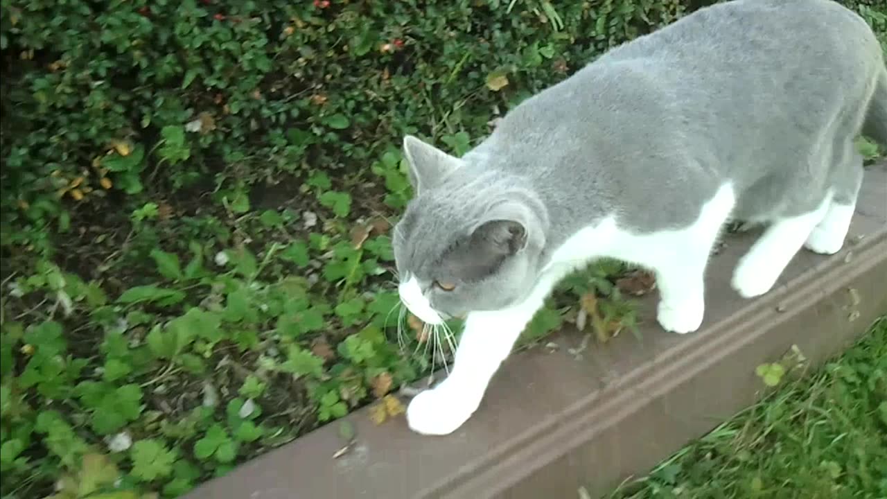 British Shorthair Cat walking in a german garden - October 2024