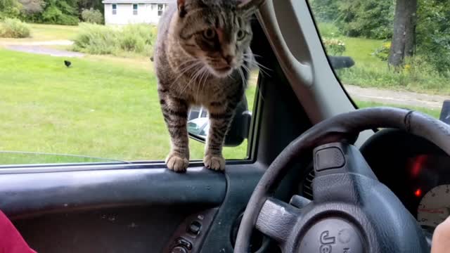 π»HE KNOWS WERE GOING TO GET CAT TREATS ππΉ
