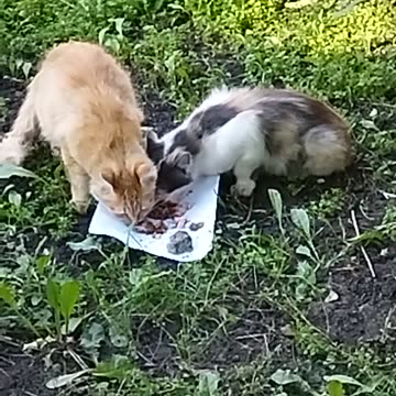 Mama cat and daughter are hungry🐱