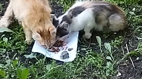 Mama cat and daughter are hungry🐱