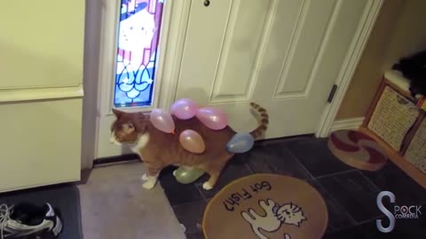 Cats scared Balloon