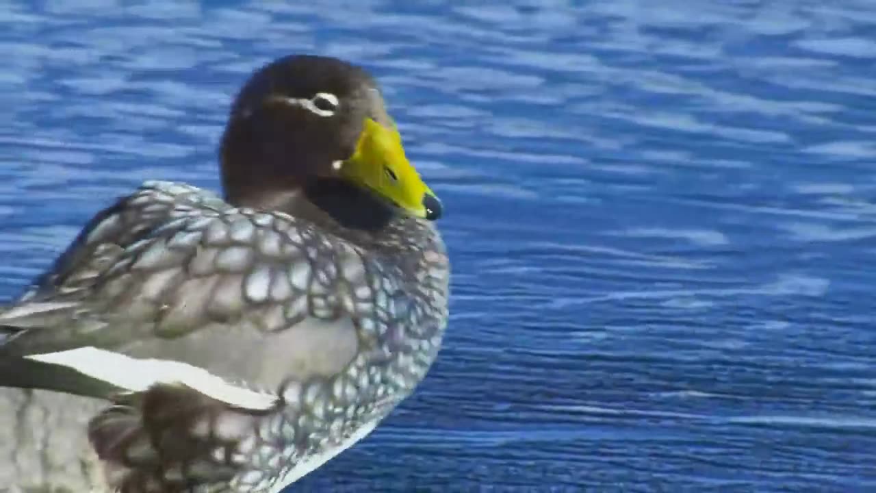 Ducks