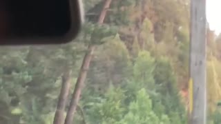 Woman Almost Turns Into Bear Food for Photo Opportunity